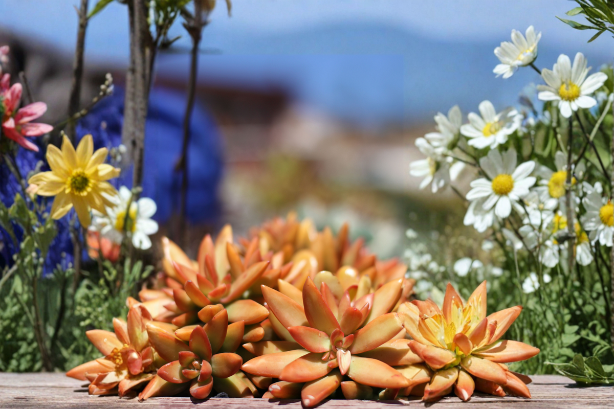 Rare Graptosedum Succulent Cutting – Unrooted 3-Inch Hybrid Rosette Plant for Indoor & Outdoor Gardens