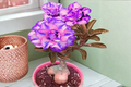 Purple and Pink Desert Rose Seeds - Adenium Obesum Flowering Succulent for Indoor & Outdoor Gardening