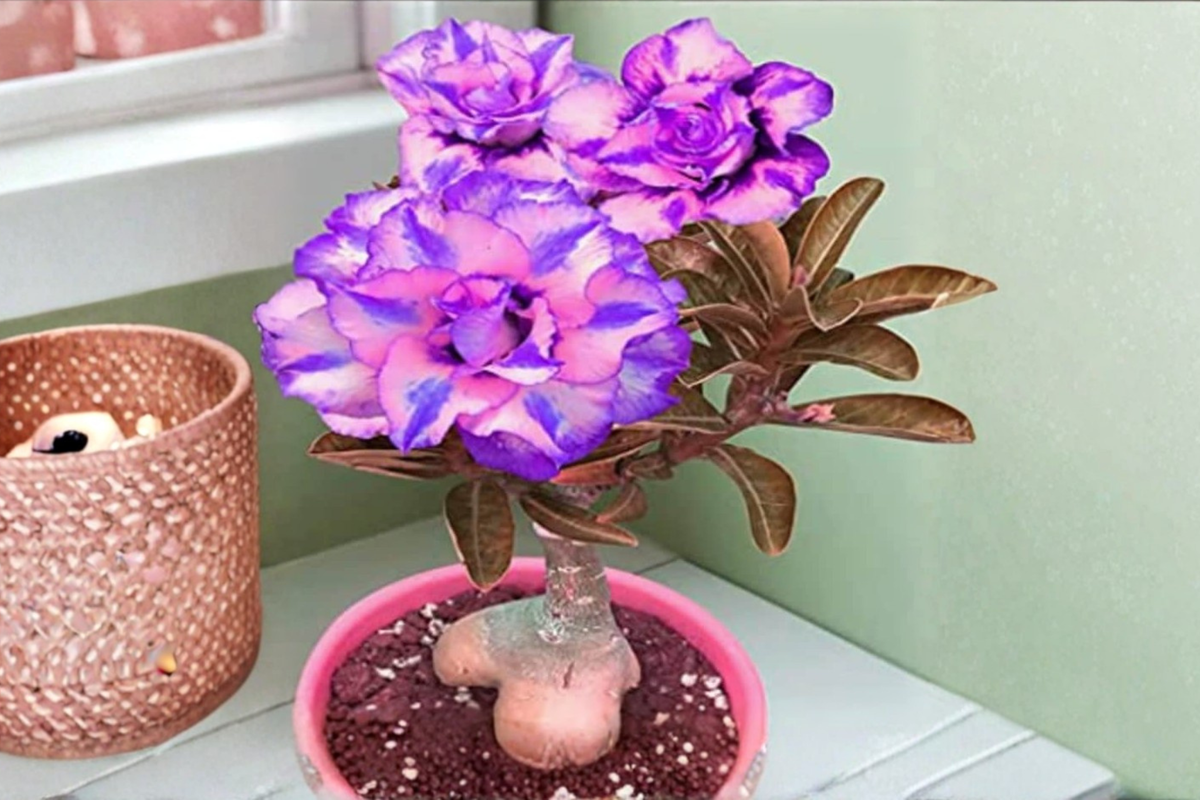Purple and Pink Desert Rose Seeds - Adenium Obesum Flowering Succulent for Indoor & Outdoor Gardening