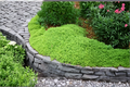 Lime Golden Thyme Live Plant Perennial Herb Variegated Foliage Thymus × citriodorus Rooted Starter