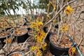 Witch Hazel ‘Allgold’ Live Plant – Bare Root Shrub with Golden Yellow Flowers, 24 Inches, Hamamelis × intermedia