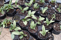 Hoya Silver Moon Live Plant 4 Inch Pot Variegated Wax Plant Indoor Houseplant Rare Foliage