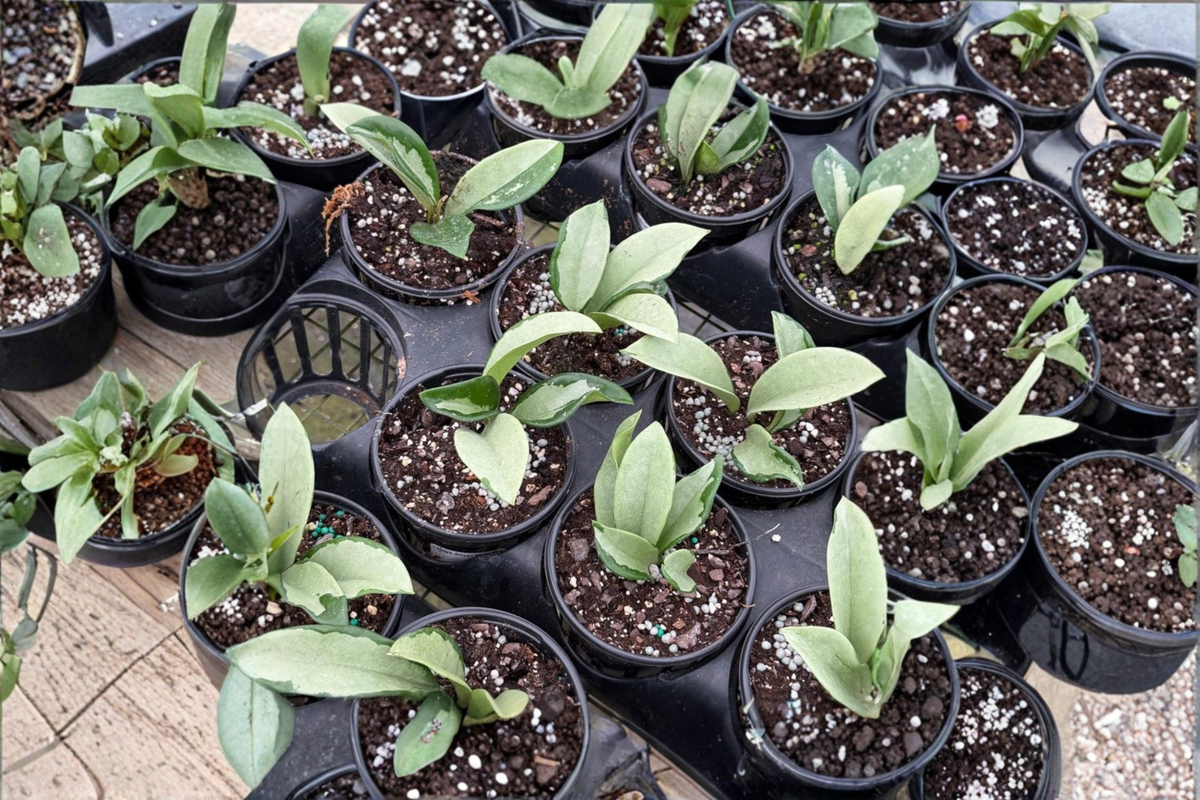 Hoya Silver Moon Live Plant 4 Inch Pot Variegated Wax Plant Indoor Houseplant Rare Foliage