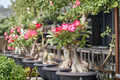 Desert Rose Succulent Plant 4-Inch Pot Adenium Obesum Indoor Outdoor Caudex Flowering