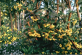 William Penn Barberry Live Plant – 3 Gallon Pot, Evergreen Shrub with Yellow Flowers, Berberis × gladwynensis