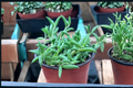 String of Bananas Succulent Plant 4 Inch Pot Trailing Houseplant Curio radicans Indoor Decor