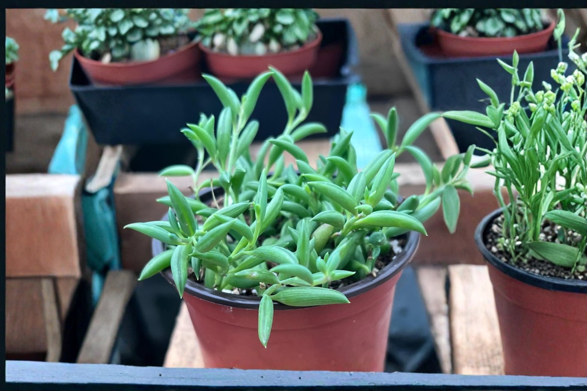 String of Bananas Succulent Plant 4 Inch Pot Trailing Houseplant Curio radicans Indoor Decor