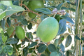 Live Anatoki Pineapple Guava Plant in 1-Gallon Pot, Acca sellowiana Evergreen Shrub for Edible Gardens