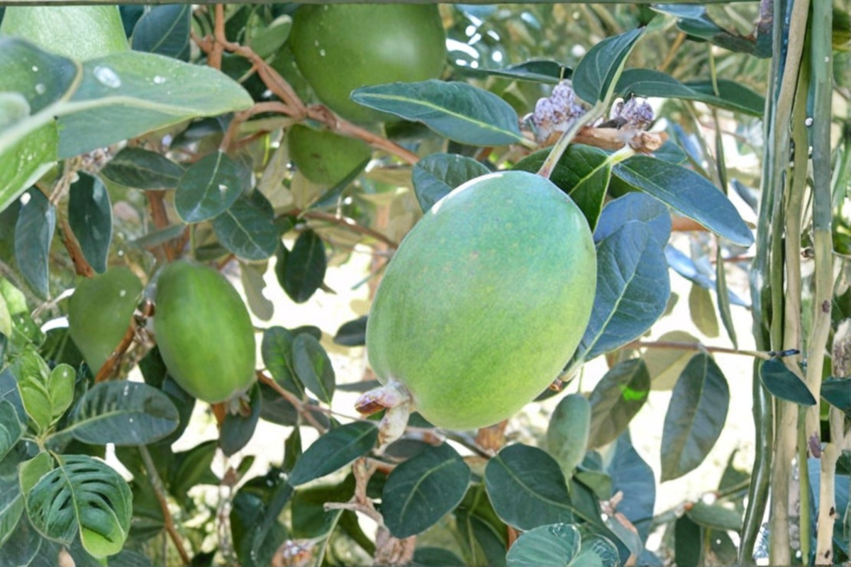 Live Anatoki Pineapple Guava Plant in 1-Gallon Pot, Acca sellowiana Evergreen Shrub for Edible Gardens