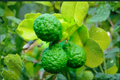Makrut Lime Seeds, Citrus hystrix, Indoor Outdoor Container Gardening, Kaffir Lime, Fresh Harvested 10 Seeds