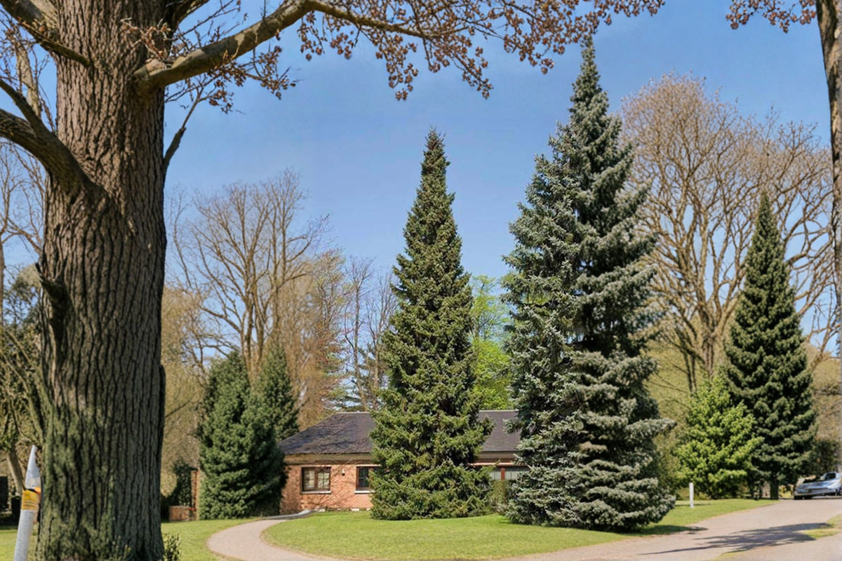 Columnaris Norway Spruce Live Plant 18 Inch, Narrow Evergreen Conifer, Picea abies ‘Columnaris’ for Landscape, Screening, and Cold Climates