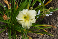 Daylily ‘Joan Senior’ Bare Root Plants – White Perennial Flowering Hemerocallis for Summer Gardens