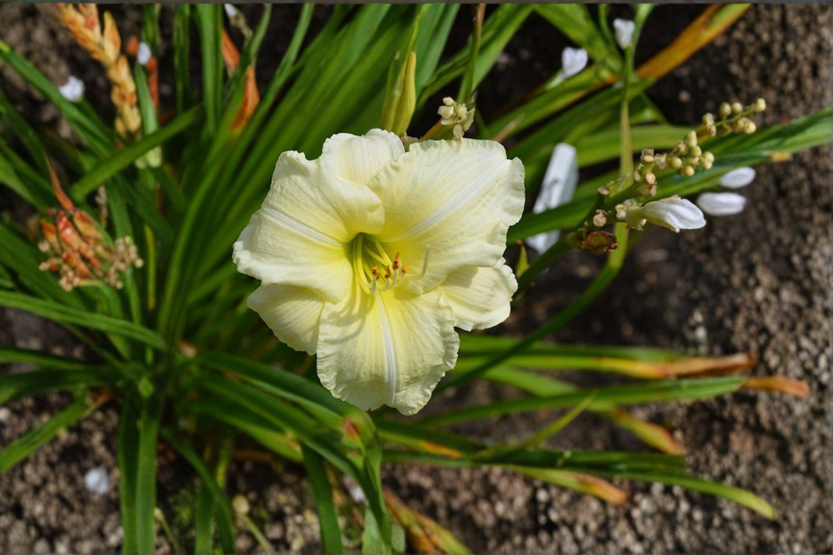 Daylily ‘Joan Senior’ Bare Root Plants – White Perennial Flowering Hemerocallis for Summer Gardens