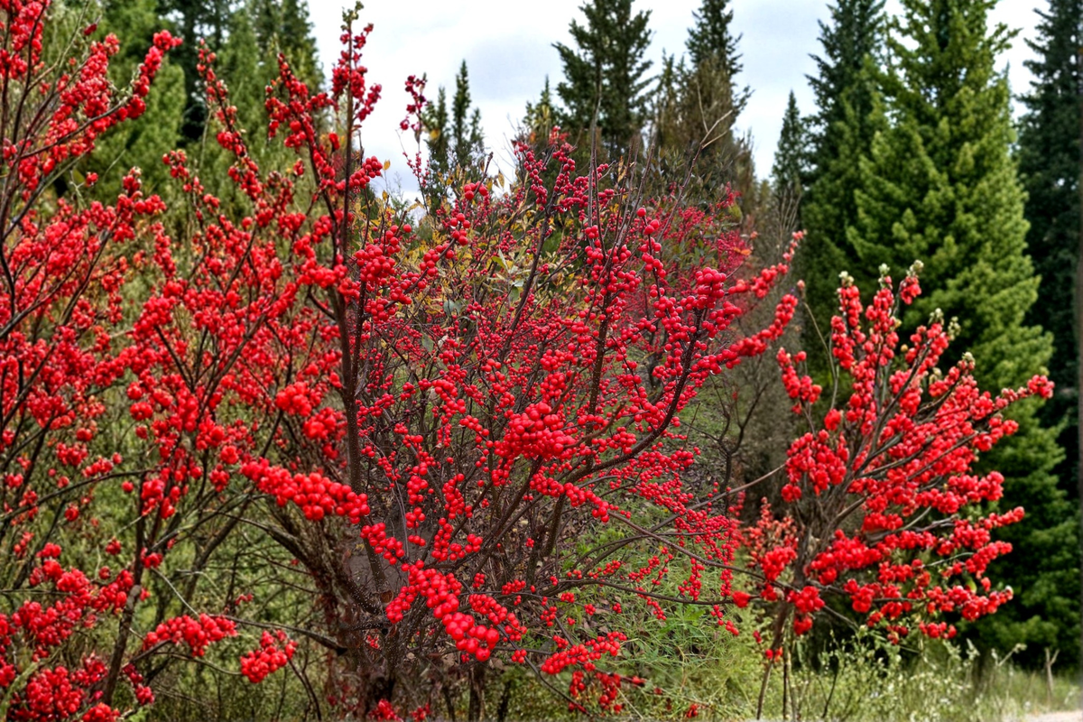 Winter Red Winterberry Live Plant - 1 Gallon Pot, Bright Red Berries, Deciduous Holly Shrub, Ilex verticillata