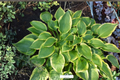 Hosta ‘Twin Cities’ 3-Inch Pot Green Yellow Foliage Shade Perennial Garden Plant