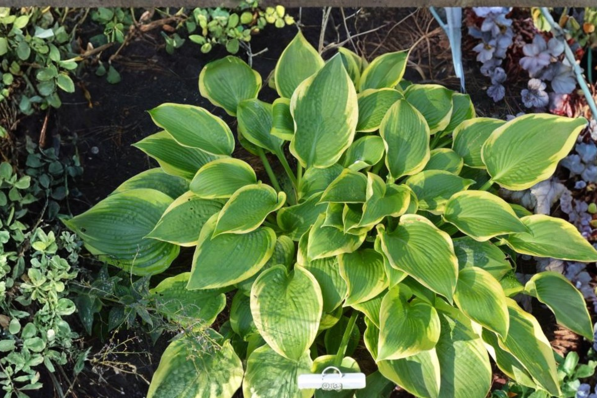 Hosta ‘Twin Cities’ 3-Inch Pot Green Yellow Foliage Shade Perennial Garden Plant