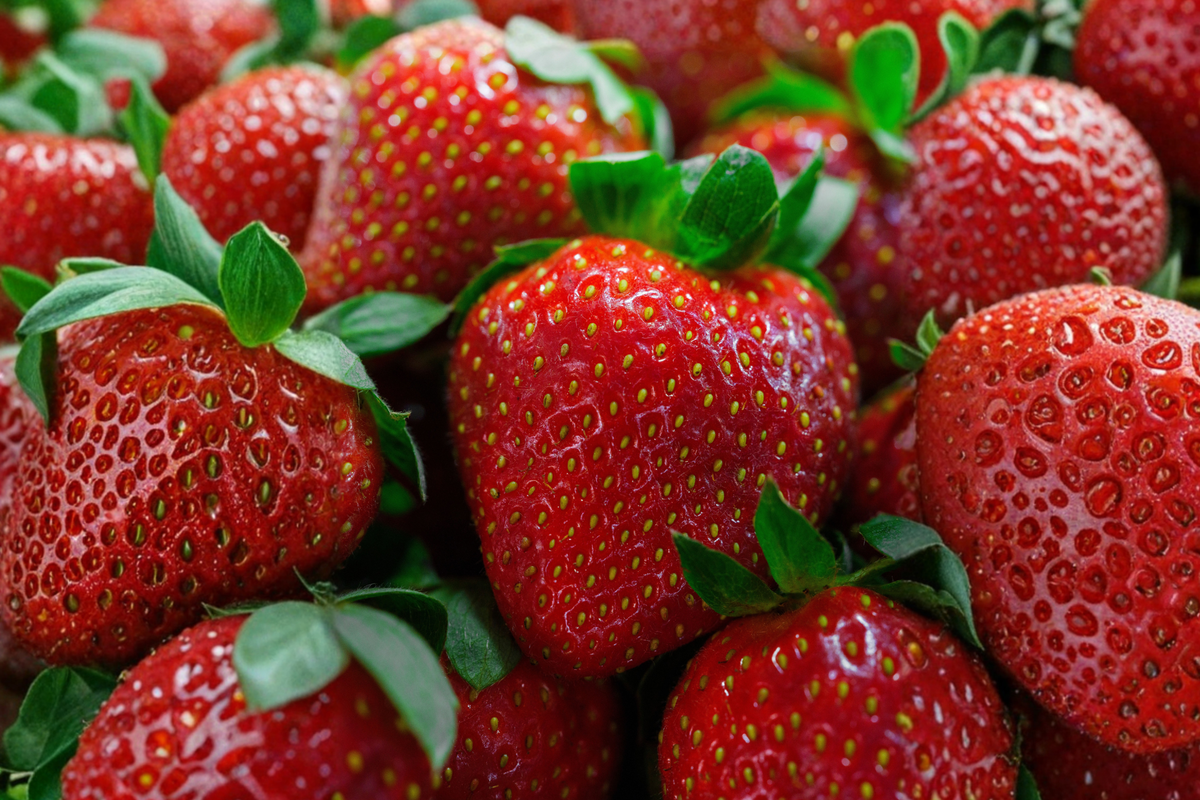Honeoye Junebearing Strawberry Plants Bare Root 25 Pack | Fragaria × ananassa | Early Season Fruit