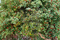 Carnival American Holly Live Plant Quart Pot – Variegated Ilex opaca Evergreen Shrub with Red Berries for Landscape Garden