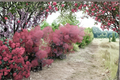 Royal Purple Smoke Tree Live Plant – 12 Inch Deciduous Ornamental Shrub with Deep Purple Foliage, Cotinus coggygria ‘Royal Purple’