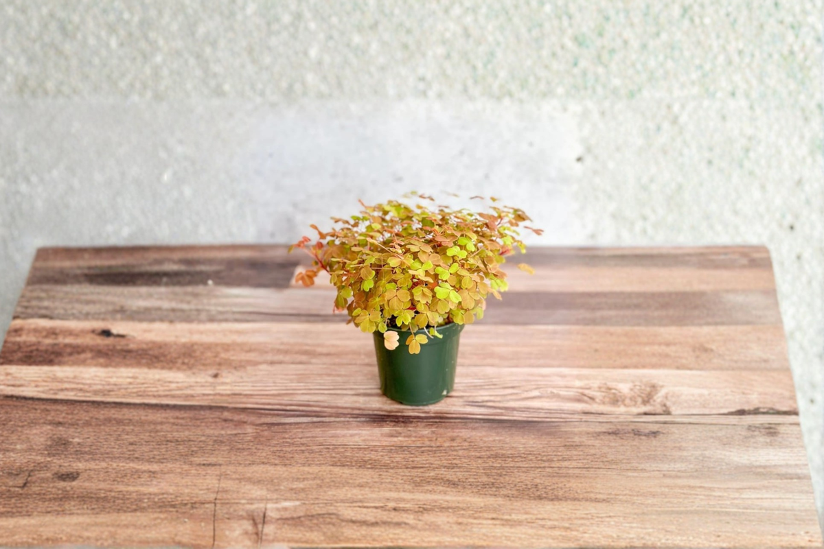 Golden Oxalis Live Plant, Yellow Shamrock, Indoor Outdoor Houseplant, Easy Care, Compact Foliage, Oxalis Species