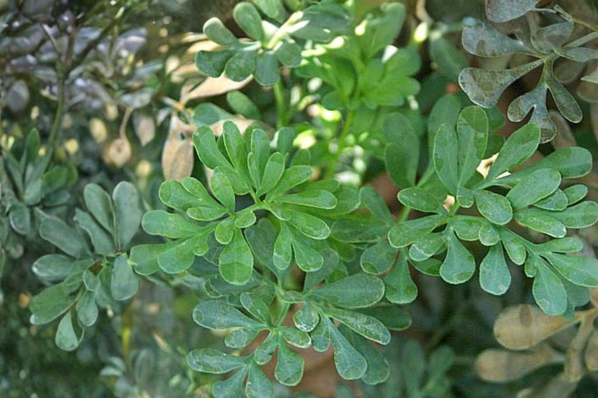 Rue Live Starter Clump – Multiple Seedlings in One Pot – Ruta graveolens Herb Plant for Gardens & Containers