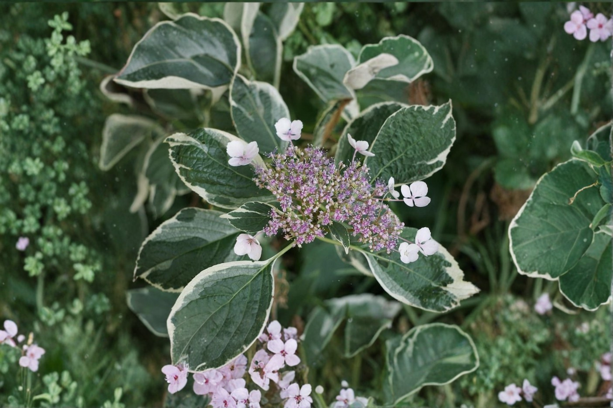 Variegated Hydrangea Mariesii Live Plant – 2 Gallon Pot, Pink/Blue Lacecap Flowers, Variegated Foliage, Shade Garden Shrub, Hydrangea macrophylla