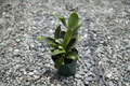 Staghorn Fern Live Plant, 4-Inch Pot, Platycerium bifurcatum, Tropical Houseplant, Elkhorn Fern, Indoor Fern, Wall Decor