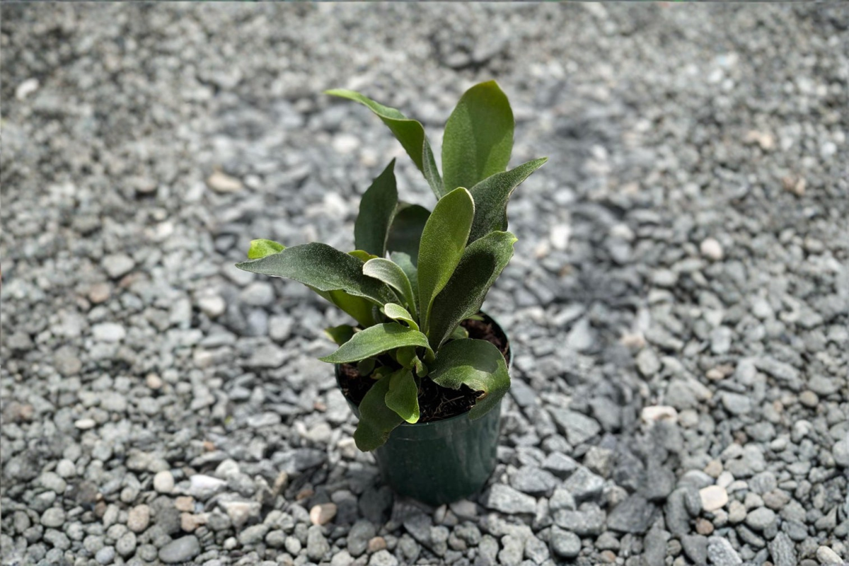 Staghorn Fern Live Plant, 4-Inch Pot, Platycerium bifurcatum, Tropical Houseplant, Elkhorn Fern, Indoor Fern, Wall Decor