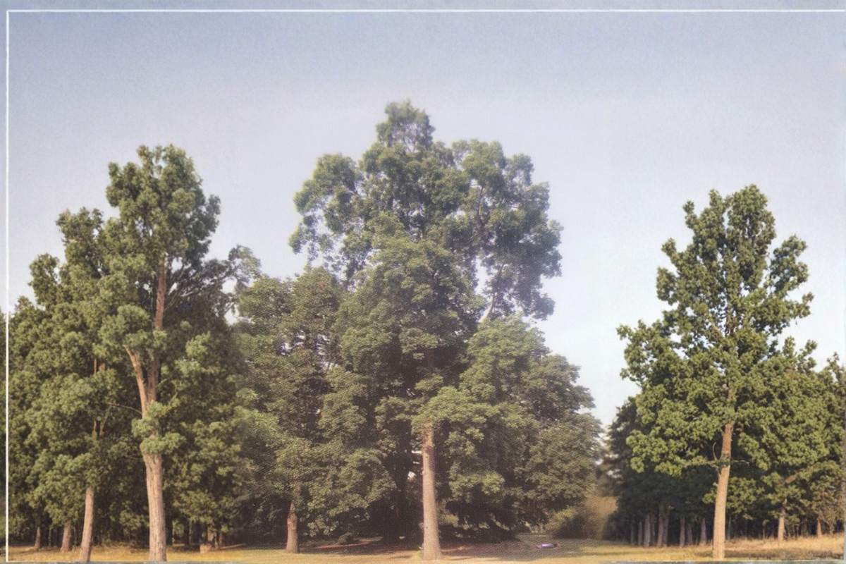 Live Choctaw Pecan Tree – 16–24 Inch Nut Tree, Paper Shell, Carya illinoinensis, Deciduous Shade & Nut Production