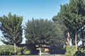 Fruitless Mulberry Tree Live Plant 4–6 Ft Deciduous Shade Tree Morus alba Non-Fruiting Ornamental Landscape