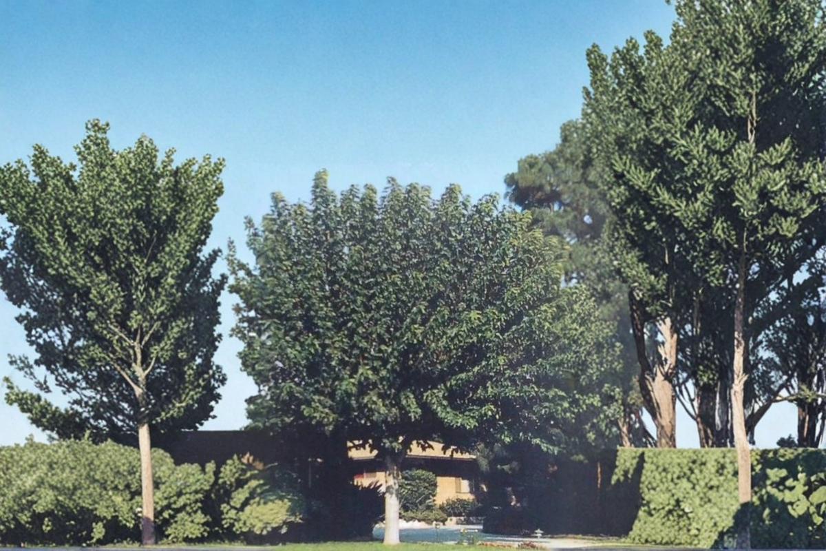 Fruitless Mulberry Tree Live Plant 4–6 Ft Deciduous Shade Tree Morus alba Non-Fruiting Ornamental Landscape