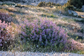 Penstemon Midnight Masquerade Live Plants, Pink Purple Flowers, Burgundy Foliage, Perennial, 3 Rooted Starters in 1 Qt Pots