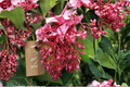 Medinilla Magnifica Live Starter Plant in Pot – Tropical Ornamental Flowering Plant with Glossy Foliage