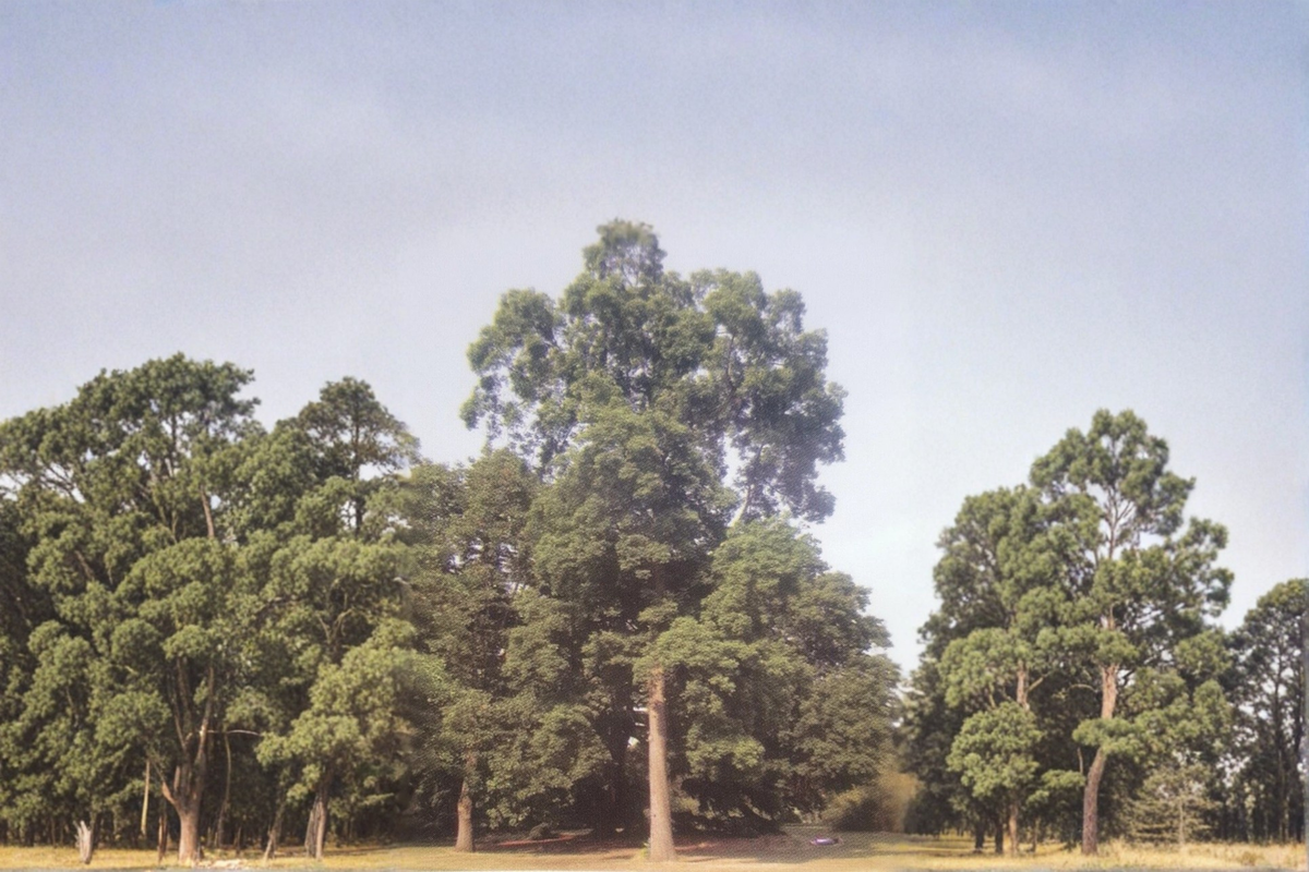 Live Stuart Pecan Tree – 16–24 Inch Nut Tree, Papershell Variety, Carya illinoinensis, Deciduous, Full Sun, Garden & Orchard