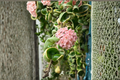 Hoya Compacta Variegated Plant | Rooted Hindu Rope Indoor Houseplant | Trailing Wax Plant with Cream Variegation