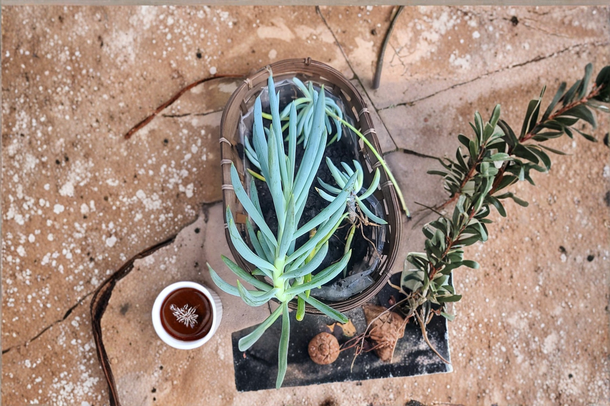 Blue Chalk Sticks Succulent Cutting | Senecio mandraliscae | Drought-Tolerant, Blue-Gray Foliage, Propagation Plant