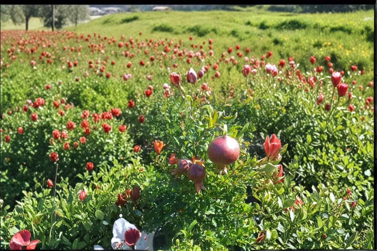 Dwarf Pomegranate Tree Live Plant 3 Gallon Punica granatum Compact Fruit Tree for Patio Garden Container