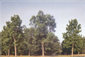 Choctaw Pecan Tree Live Plant 4–6 Ft Bare Root Nut Tree, Paper Shell Carya illinoinensis for Home Garden & Orchard