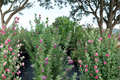 Purple Texas Sage Live Plant 2–3 Ft Evergreen Shrub for Garden Landscape, Drought Tolerant, Leucophyllum frutescens