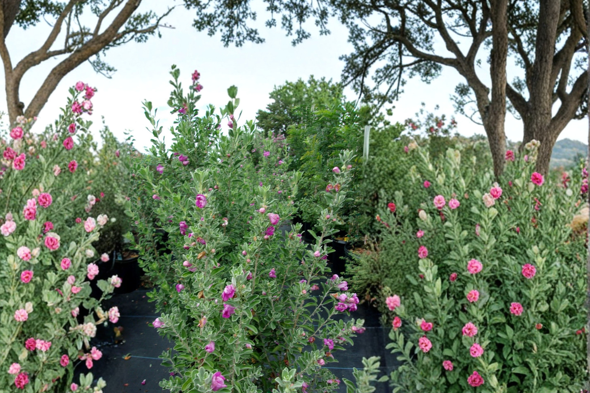 Purple Texas Sage Live Plant 2–3 Ft Evergreen Shrub for Garden Landscape, Drought Tolerant, Leucophyllum frutescens