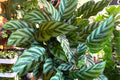 Calathea Freddie Live Rooted House Plant – Easy Care Prayer Plant with Striped Foliage, Low Light Indoor Air Purifier