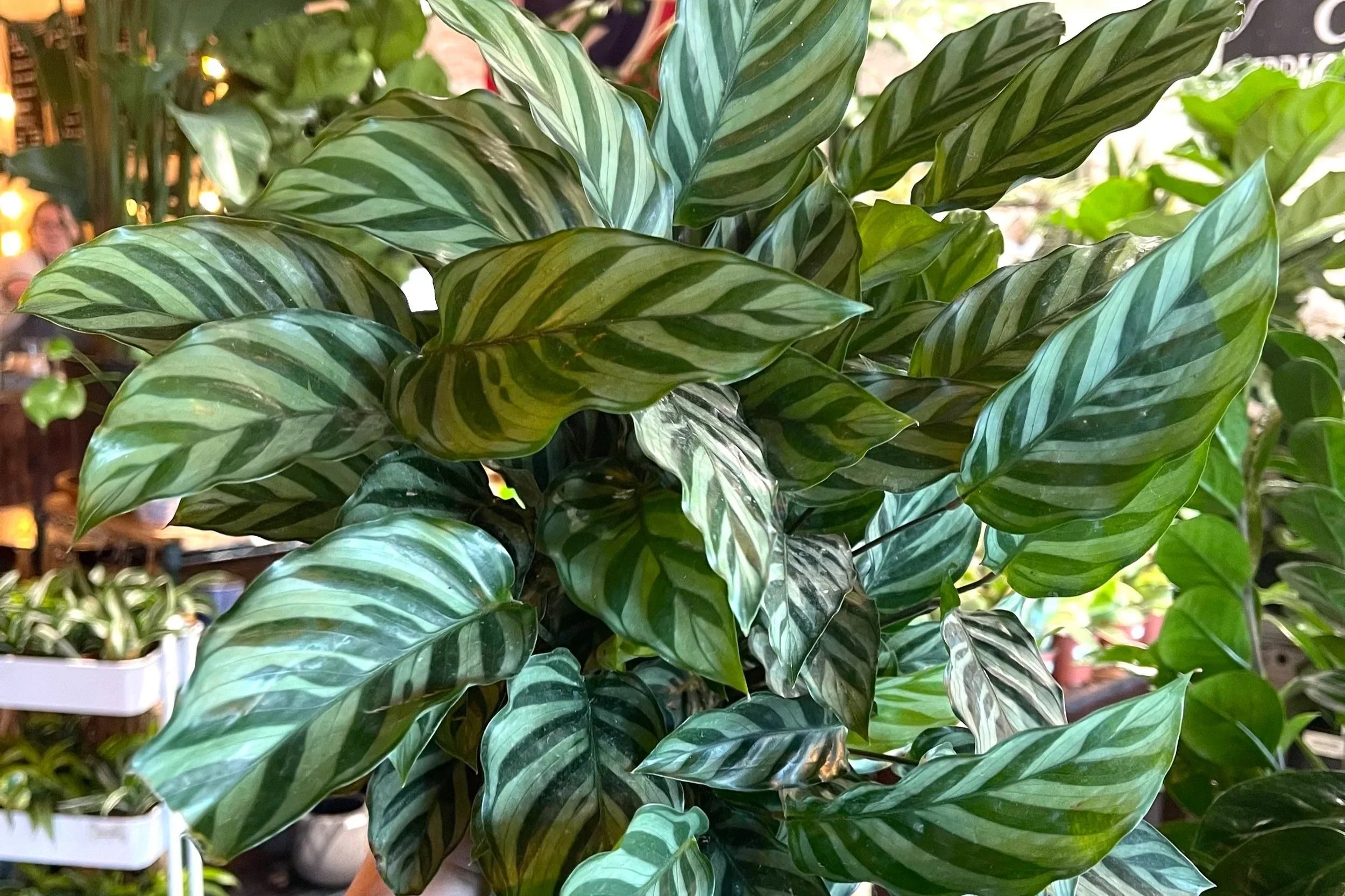 Calathea Freddie Live Rooted House Plant – Easy Care Prayer Plant with Striped Foliage, Low Light Indoor Air Purifier