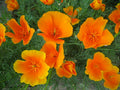 Eschscholzia californica Seeds – California Poppy Wildflower, 50 Non-GMO Perennial Seeds, Pollinator Garden Plant