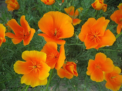 Eschscholzia californica Seeds – California Poppy Wildflower, 50 Non-GMO Perennial Seeds, Pollinator Garden Plant