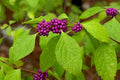 12 American Beautyberry Cuttings – Callicarpa americana Live Plant Starter, Purple Berry Shrub, Wildlife Friendly, Unrooted
