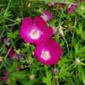 Callirhoe involucrata Seeds - Purple Poppy Mallow Wildflower for Bees & Pollinators, Drought-Tolerant Native Groundcover, 15 Pack