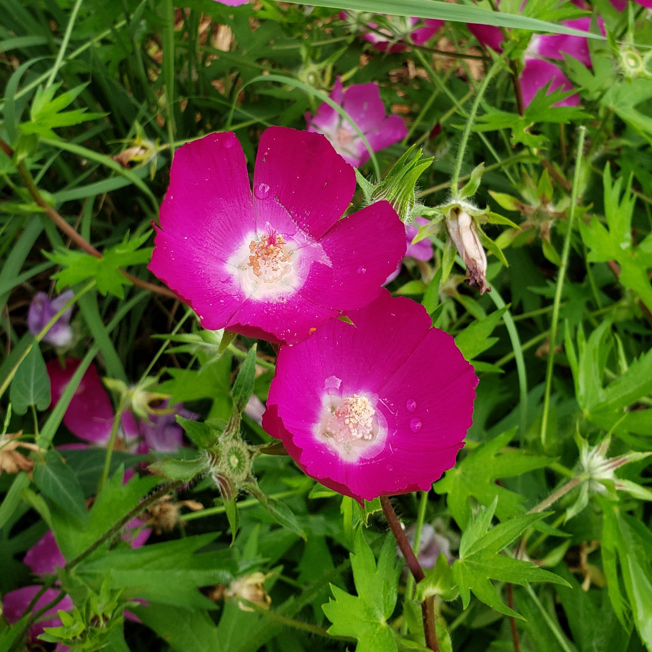 Callirhoe involucrata Seeds - Purple Poppy Mallow Wildflower for Bees & Pollinators, Drought-Tolerant Native Groundcover, 15 Pack