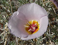 30 Calochortus flexuosus Seeds | Winding Mariposa Lily | Native Perennial Wildflower for Pollinator Gardens