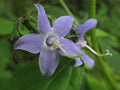 500 Campanula americana Seeds | Tall Bellflower | Native Perennial Wildflower | Pollinator-Friendly