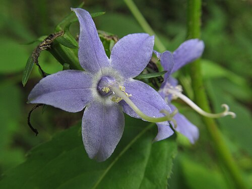 500 Campanula americana Seeds | Tall Bellflower | Native Perennial Wildflower | Pollinator-Friendly